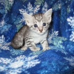 Egyptian Mau Silver Male DOB 8-6-16