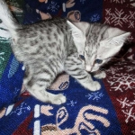 Egyptian Mau Silver Male DOB 8-6-16