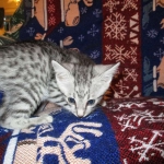 Egyptian Mau Silver Male DOB 8-6-16