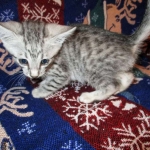 Egyptian Mau Silver Male DOB 8-6-16