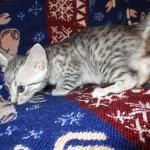 Egyptian Mau Silver Male DOB 8-6-16