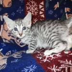 Egyptian Mau Silver Male DOB 8-6-16