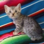 Mau, Silver, Male, DOB 10-4-18