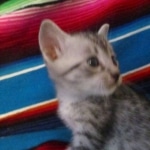 Mau, Silver, Male, DOB 10-4-18