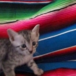 Mau, Silver, Male, DOB 10-4-18