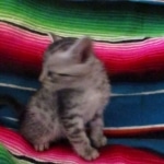 Mau, Silver, Male, DOB 10-4-18