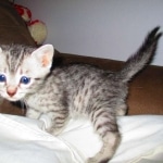 Mau, Silver, Male, DOB 10-4-18