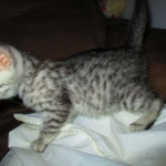 Mau, Silver, Male, DOB 10-4-18