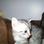 Mau, Silver, Male, DOB 10-4-18