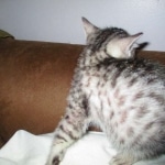 Mau, Silver, Male, DOB 10-4-18