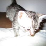 Mau, Silver, Male, DOB 10-4-18