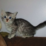 Mau, Silver, Male, DOB 10-4-18