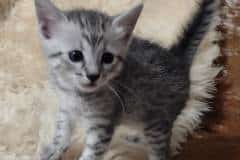 Rex Mau Silver Male DOB 11-8-22