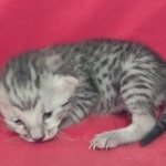Mau silver Male DOB 11-8-22