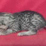 Mau silver Male DOB 11-8-22