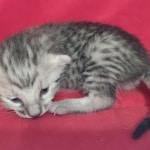 Mau silver Male DOB 11-8-22