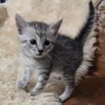 Mau silver Male DOB 11-8-22