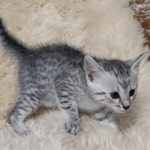 Mau silver Male DOB 11-8-22