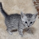Mau silver Male DOB 11-8-22