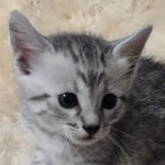 Mau silver Male DOB 11-8-22