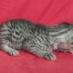 Mau silver Male DOB 11-8-22