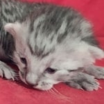 Mau silver Male DOB 11-8-22