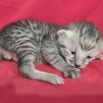 Mau silver Male DOB 11-8-22