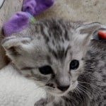 Mau silver Male DOB 11-8-22