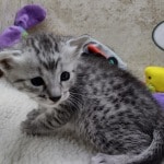 Mau silver Male DOB 11-8-22