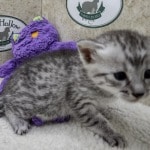 Mau silver Male DOB 11-8-22