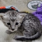 Mau silver Male DOB 11-8-22