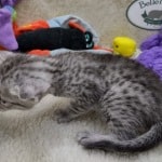 Mau silver Male DOB 11-8-22