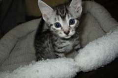 Ulrich Lorcan, Mau, Silver Male DOB 2-2-18