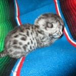 Mau, Silver Male, DOB 2-2-18