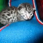 Mau, Silver Male, DOB 2-2-18