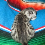 Mau, Silver Male, DOB 2-2-18