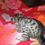 Mau, Silver Male, DOB 2-2-18