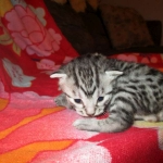 Mau, Silver Male, DOB 2-2-18