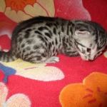 Mau, Silver Male, DOB 2-2-18