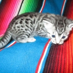 Ulrich Lorcan, Mau, Silver Male, DOB 2-2-18