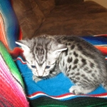 Ulrich Lorcan, Mau, Silver Male, DOB 2-2-18