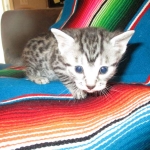 Ulrich Lorcan, Mau, Silver Male, DOB 2-2-18