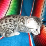 Ulrich Lorcan, Mau, Silver Male, DOB 2-2-18