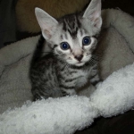 Ulrich Lorcan, Mau, Silver Male, DOB 2-2-18