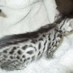 Ulrich Lorcan, Mau, Silver Male, DOB 2-2-18