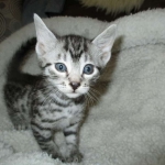 Ulrich Lorcan, Mau, Silver Male, DOB 2-2-18