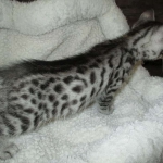 Ulrich Lorcan, Mau, Silver Male, DOB 2-2-18