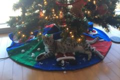 Miggy -  Egyptian Mau  Male DOB 3-29-14 Anthony