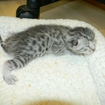 Mau Silver Male #1 DOB 32914 002-800