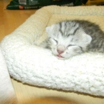 Mau Silver Male #1 DOB 32914 004-800